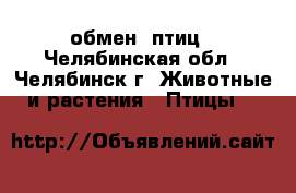 обмен  птиц - Челябинская обл., Челябинск г. Животные и растения » Птицы   